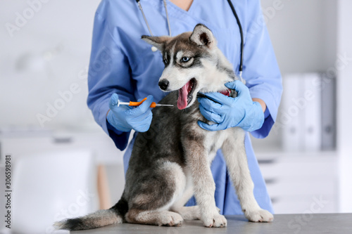 Veterinarian microchipping cute puppy in clinic photo