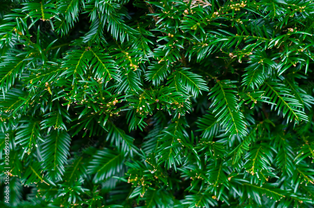 Fototapeta Background from coniferous branches