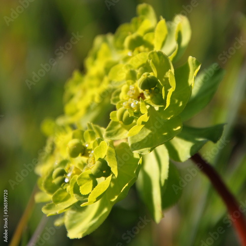 Green blooming sun spurge ( Euphorbia helioscopia ) close-up with green blossoms on a meadow photo