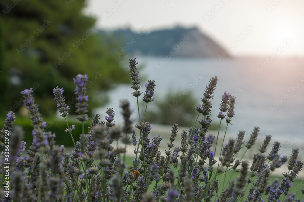 Flowering grassy plants at sunset. Lilac color of grass, in the background the sea and mountains.