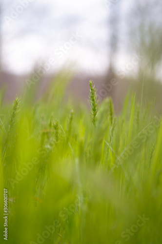 green grass and sky background © Микита Бурбовський