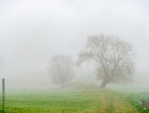 Einsamkeit / Stille / Herbst Blattlose Bäume im Nebel