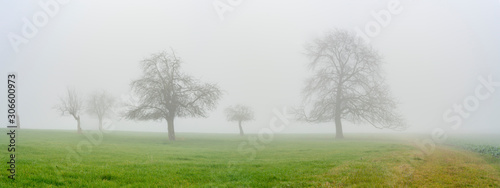 Einsamkeit   Stille   Herbst  Blattlose B  ume im Nebel