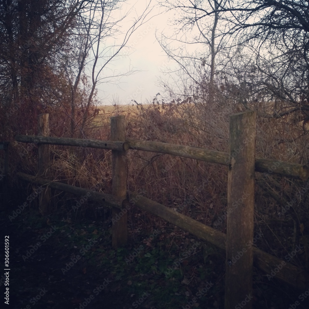 Fototapeta premium bridge in the forest