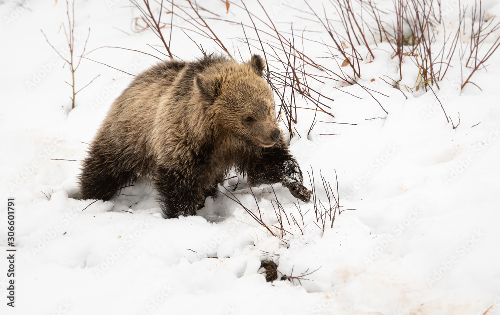 Obraz premium Grizzly bear cubs in the wild