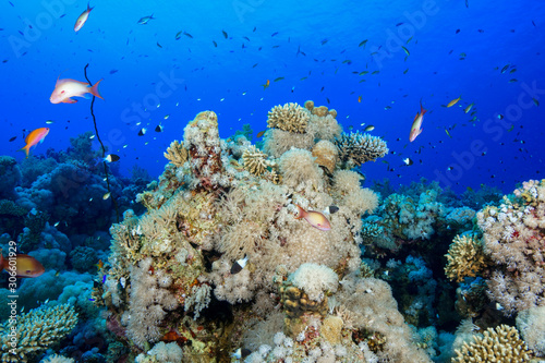 Coral Reef at the Red Sea  Egypt