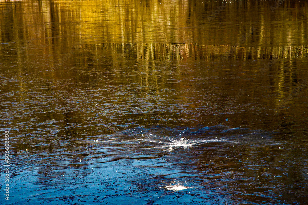 Snowball hitting the surface of a pond tinged with blue, brown and gold reflections of tall trees and sky Snowball hitting the surface of a pond tinged with blue, brown and gold reflections of tall trees and sky