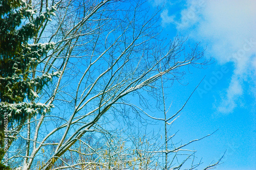 White frost and snow on delicate leafless branches against deep blue sky 
