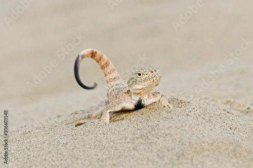 Toadhead agama Phrynocephalus mystaceus on a sand dune in Dagestan. Lizard in wildlife.