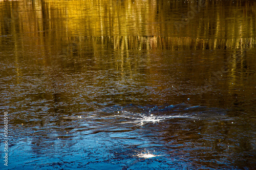 Snowball hitting the surface of a pond tinged with blue, brown and gold reflections of tall trees and sky 