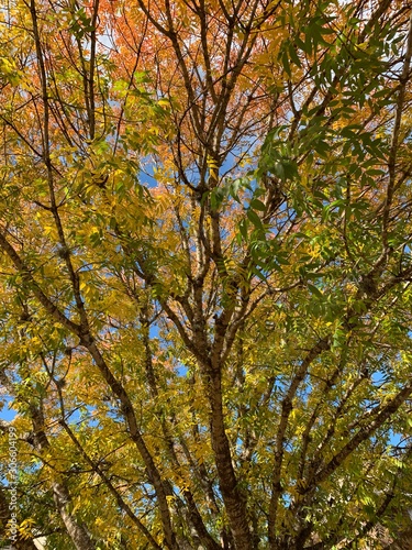 Autum tree in a clear blue sky