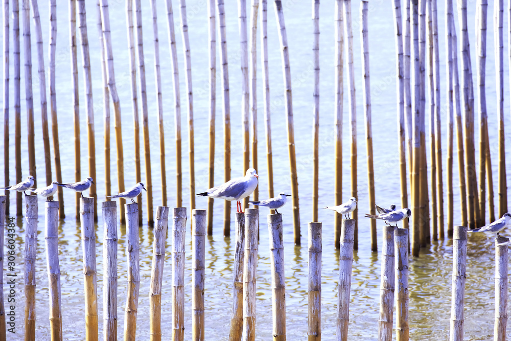 Seagulls stand on sea sticks 1