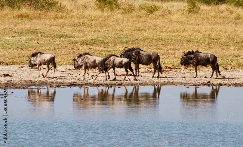 herd of wildebeest in Mana Pools national park Zimbabwe africa herd of wildebeest in Mana Pools national park Zimbabwe africa