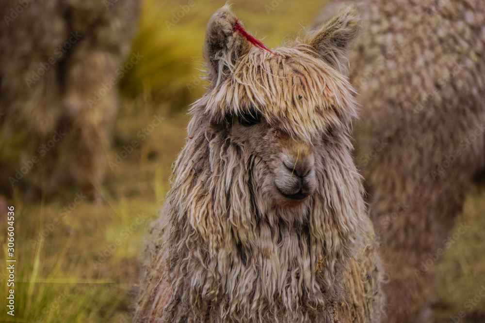 Fototapeta premium Wild Alpaca in Cusco Peru