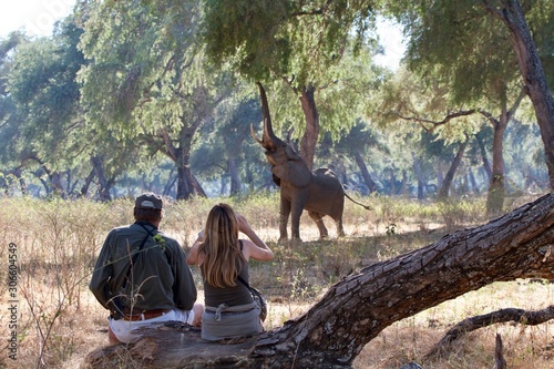 Bull elephant trying to reach fruits on the tree with a blonde girl tourist and armed ranger observing, Mana Pools National Park, Zimbabwe 