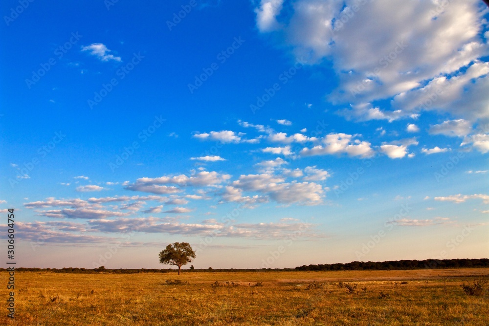 Obraz premium African landscape with isolated acacia tree and blue sky on the background 