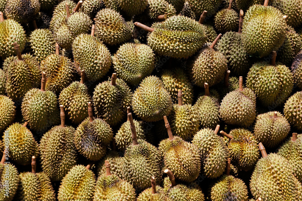 pile of durian waiting to send fruit market pile of durian waiting to send fruit market