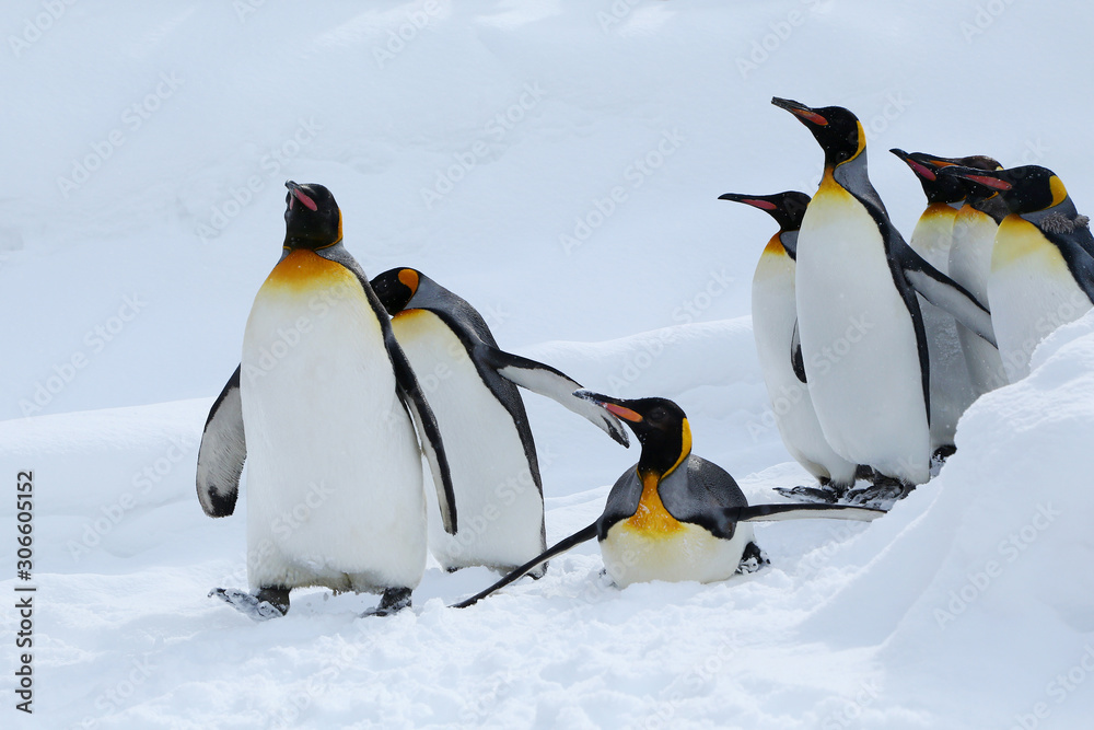 Fototapeta premium キングペンギンの散歩