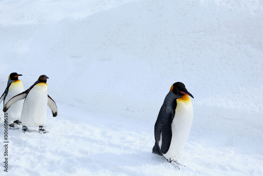 Obraz premium キングペンギンの散歩