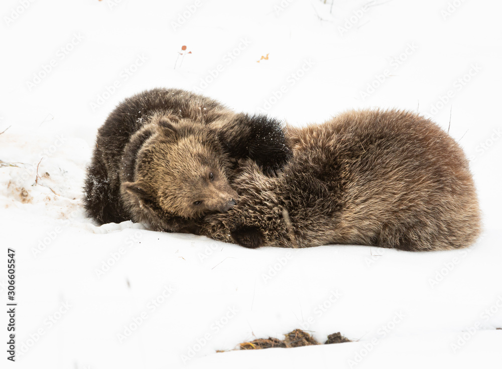 Obraz premium Grizzly bear cubs in the winter