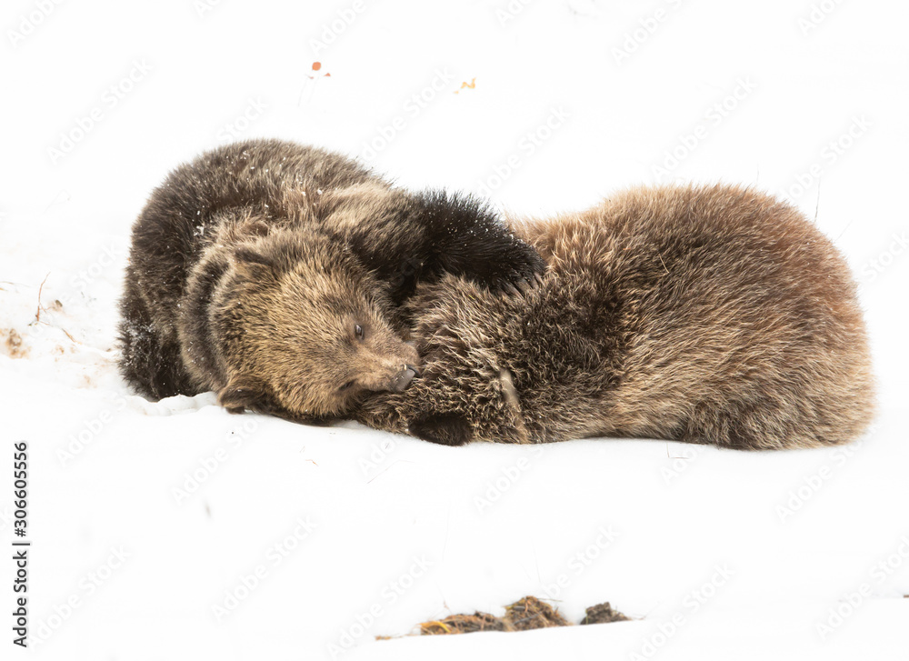 Obraz premium Grizzly bear cubs in the winter