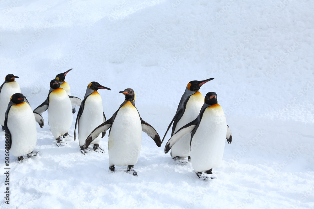 Fototapeta premium キングペンギンの散歩
