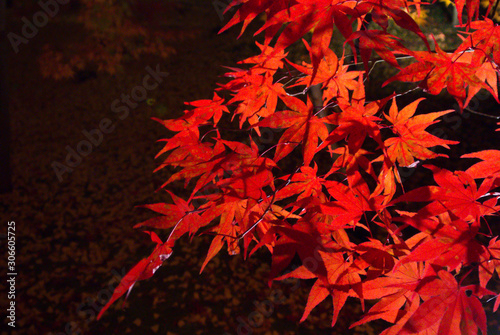 red leaves of Maple tree at night, Kyoto, Japan