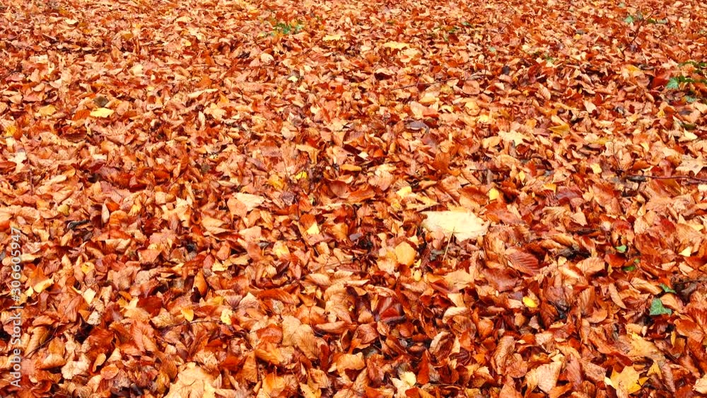 Autumn leaves in the woods. Autumn leaves in the woods.