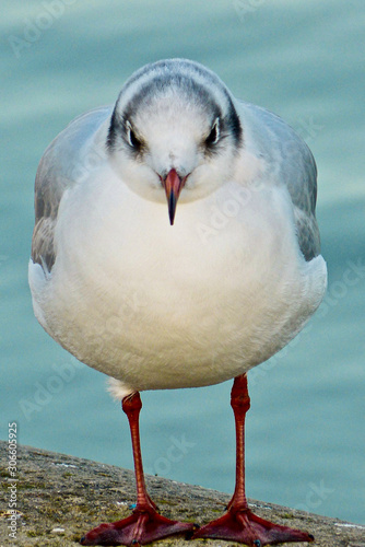 Close-up of sea gull on the edge of the gold-tinged pool in front of the Palais de Luxembourg, Paris
