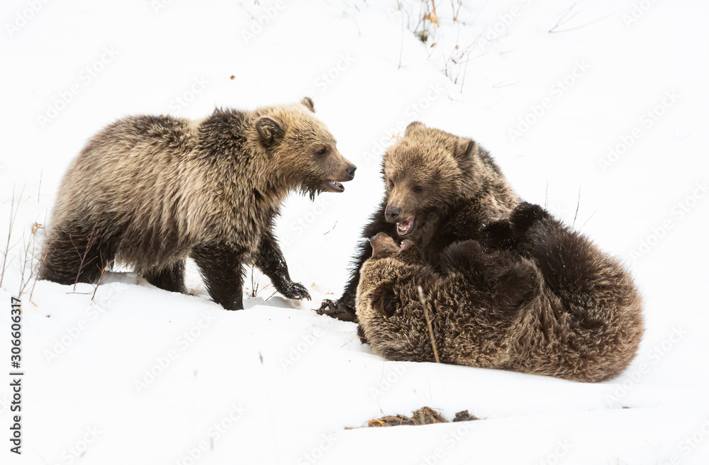 Grizzly bear cubs in the winter
