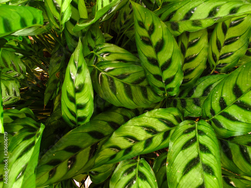 ctenanthe green leaves