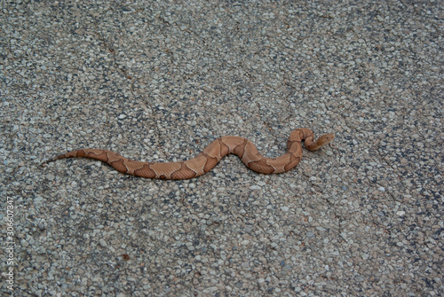 Copperhead on Road