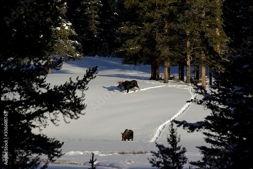 Bull and cow moose in snowy field