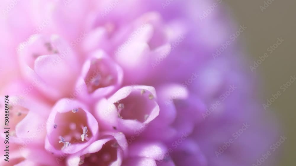 lilac pink flower macro shot 4k lilac pink flower macro shot 4k