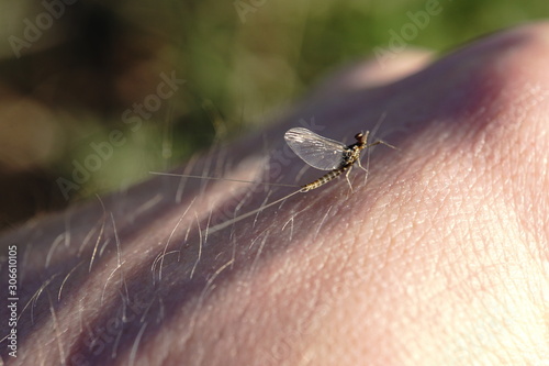 Closeup of mayfly on hand