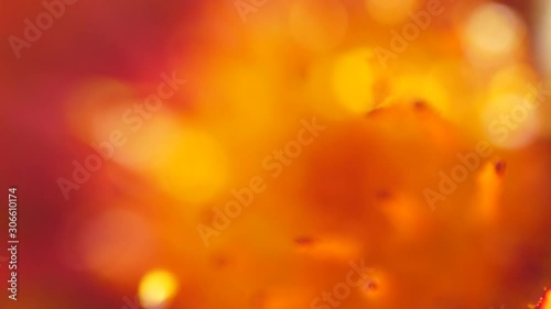 pollen in yelloy orange daisy macro 4k photo