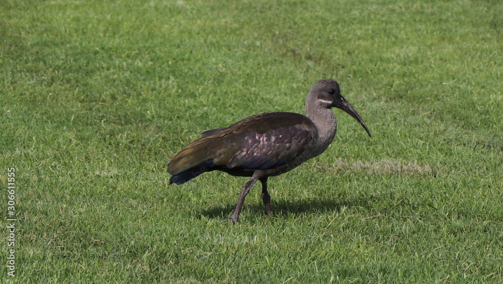 Wildlife Wildlife