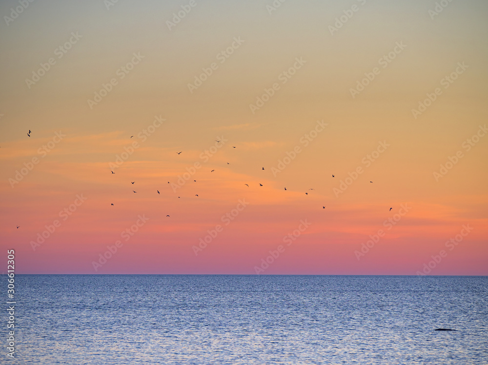 Flock of birds flying over the sea after sunset