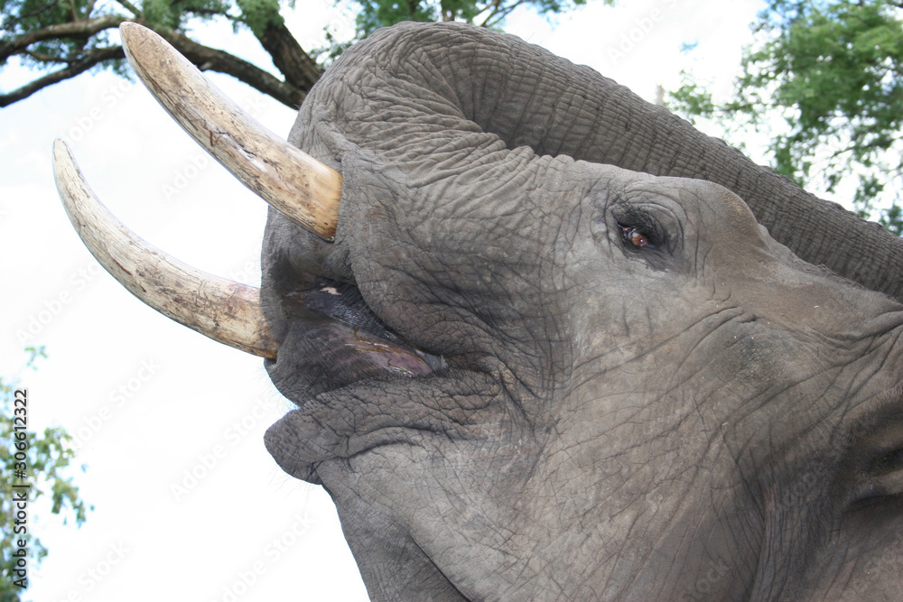 Fototapeta premium Wildlife