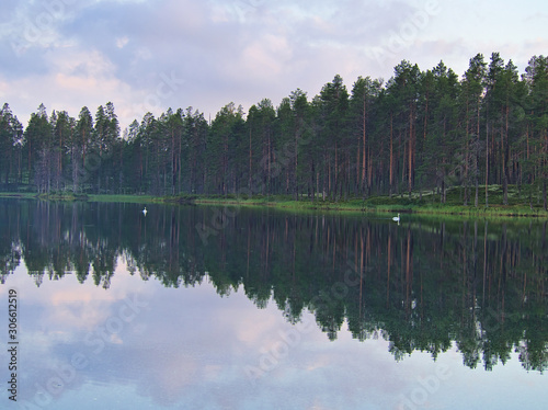 Beautiful forest lake with pair of swans swimming, Manamansalo Finland