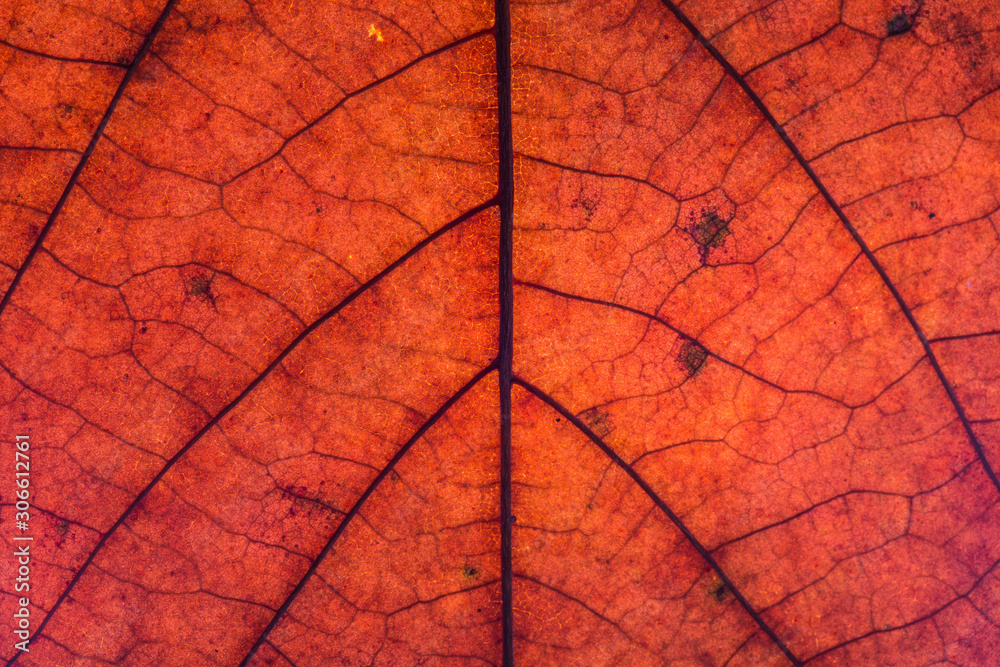 Obraz premium Blattstruktur