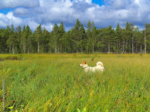 Norbottenspets dog enjoying sunny summer day in grasland