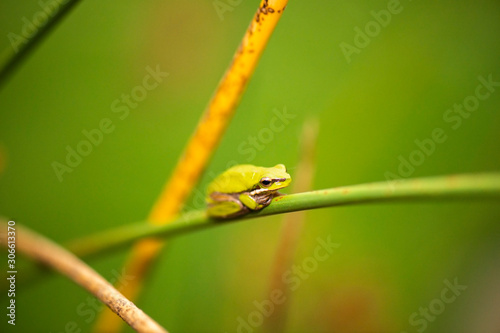 Close up of a Wallum sedge frog also known as a Olongburra frog. photo