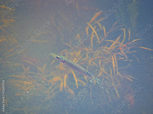 Fish swimming in eutrophic water filled with algae and vegetation