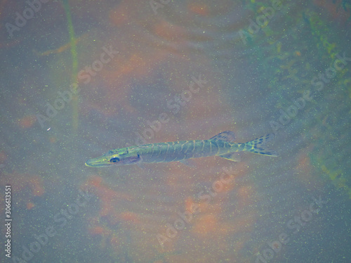 Fish swimming in eutrophic water filled with algae and vegetation