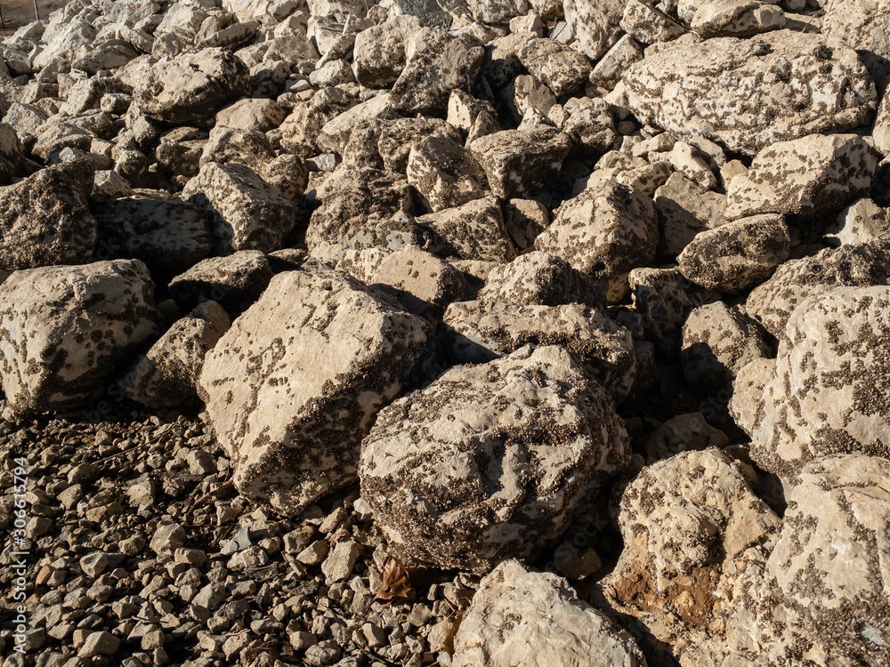 Invasive zebra mussels covering rocks that have been exposed by receded ...
