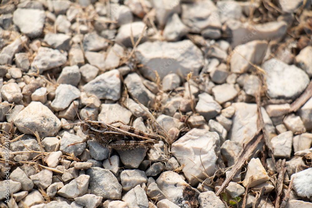 Grasshopper Camouflaged Grasshopper Camouflaged