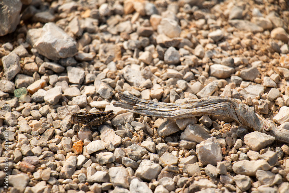 Grasshopper Camouflaged 2 Grasshopper Camouflaged 2