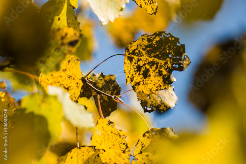 A branch of yellow and black aspen with necrosis. photo