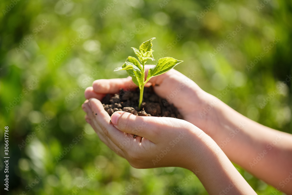 Young green sprout with earth on hands Young green sprout with earth on hands